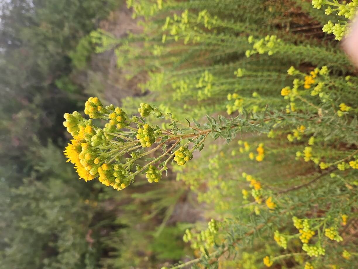 Isocoma menziesii flower