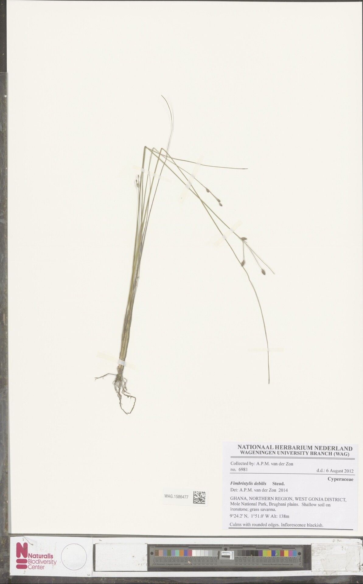 Fimbristylis debilis — houseplant care guide