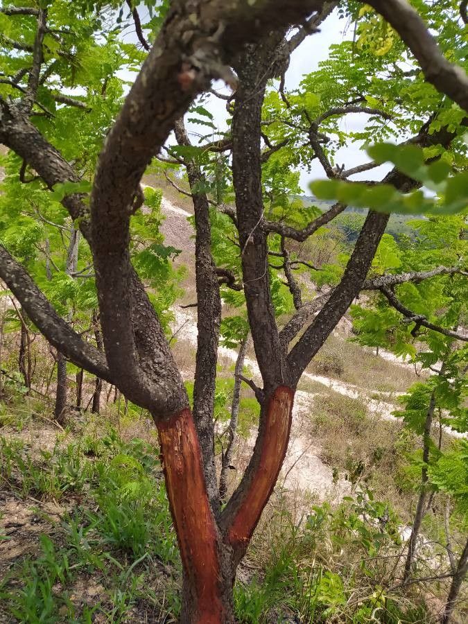Stryphnodendron adstringens bark