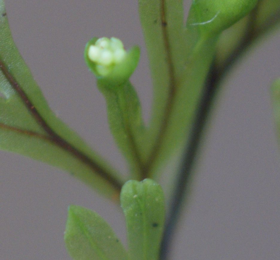 Hymenophyllum inaequale bark