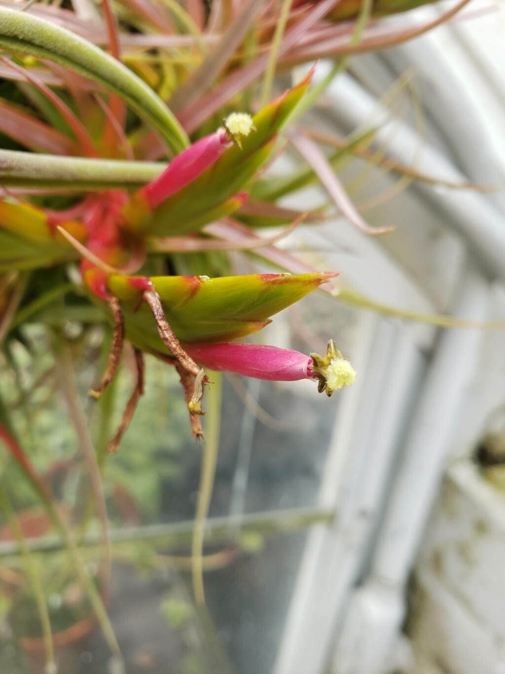 Tillandsia concolor flower