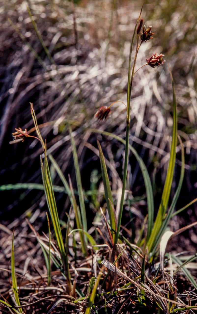 Carex magellanica fruit