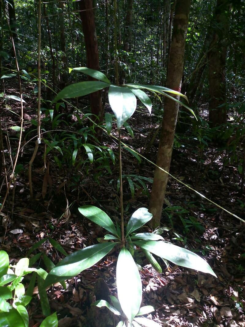 Actinodaphne borneensis leaf