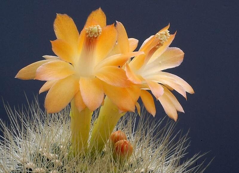 Matucana weberbaueri — houseplant care guide