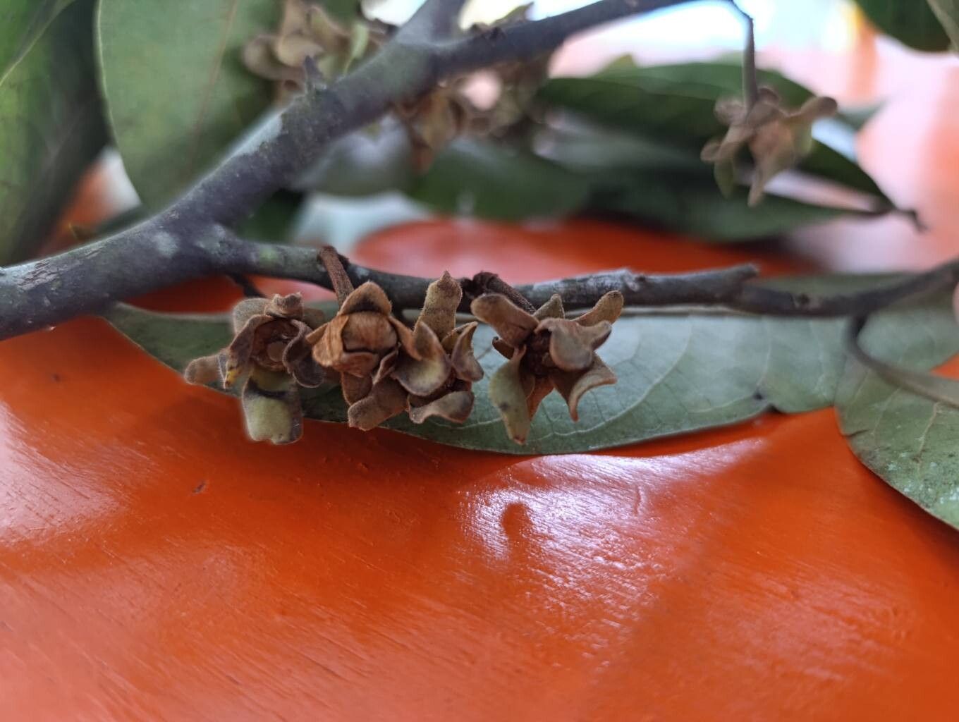 Guatteria aberrans flower