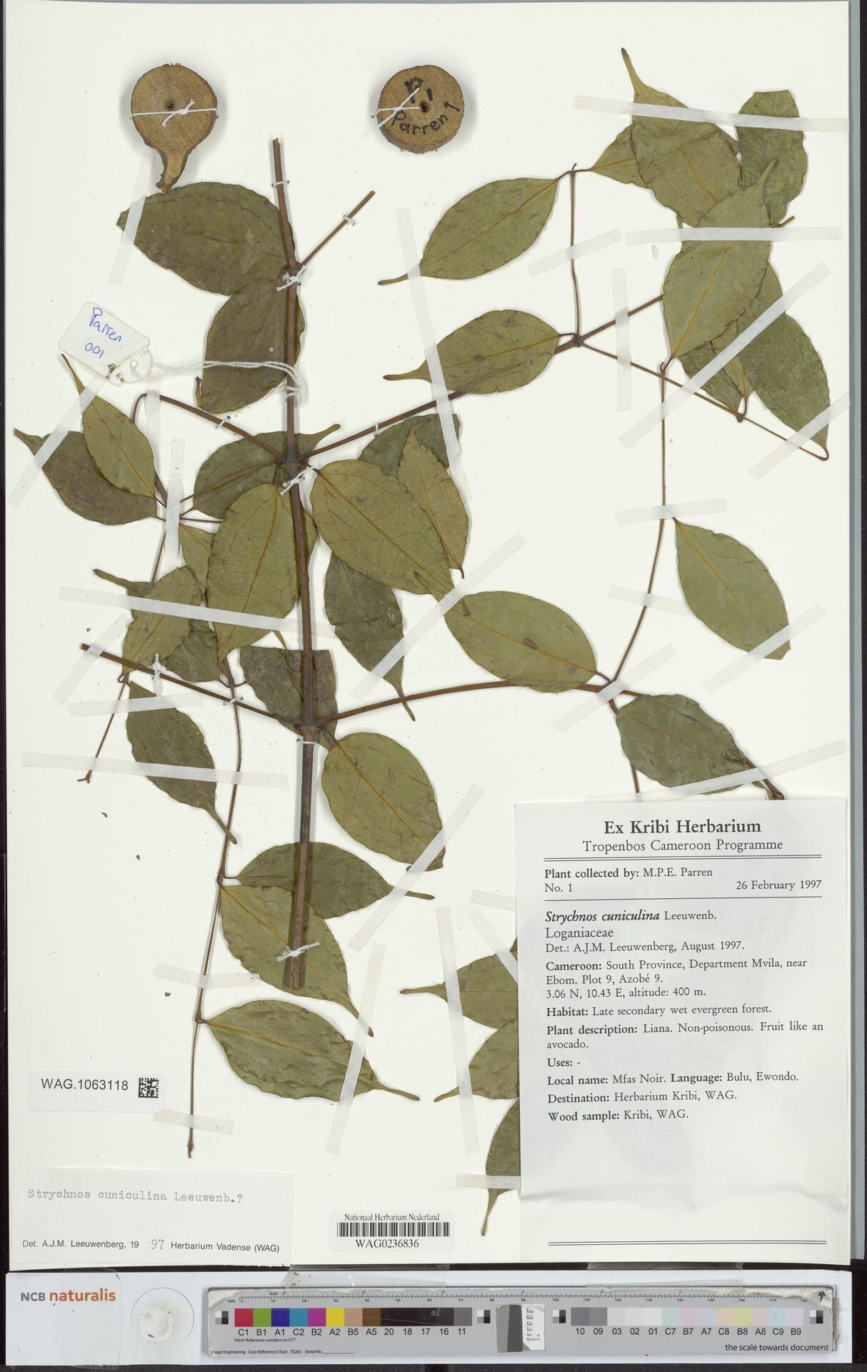 Strychnos cuniculina — houseplant care guide