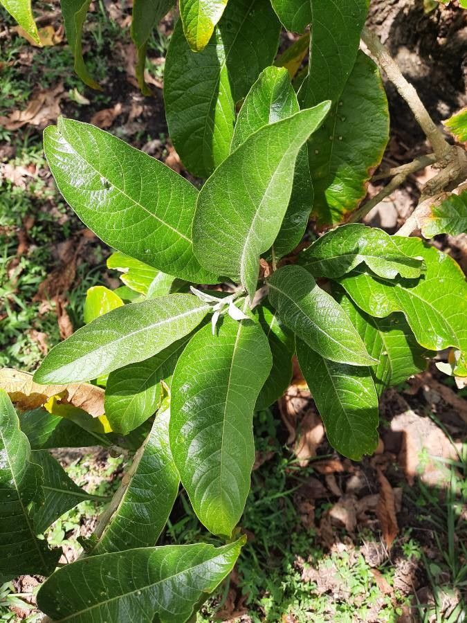 Acnistus arborescens leaf
