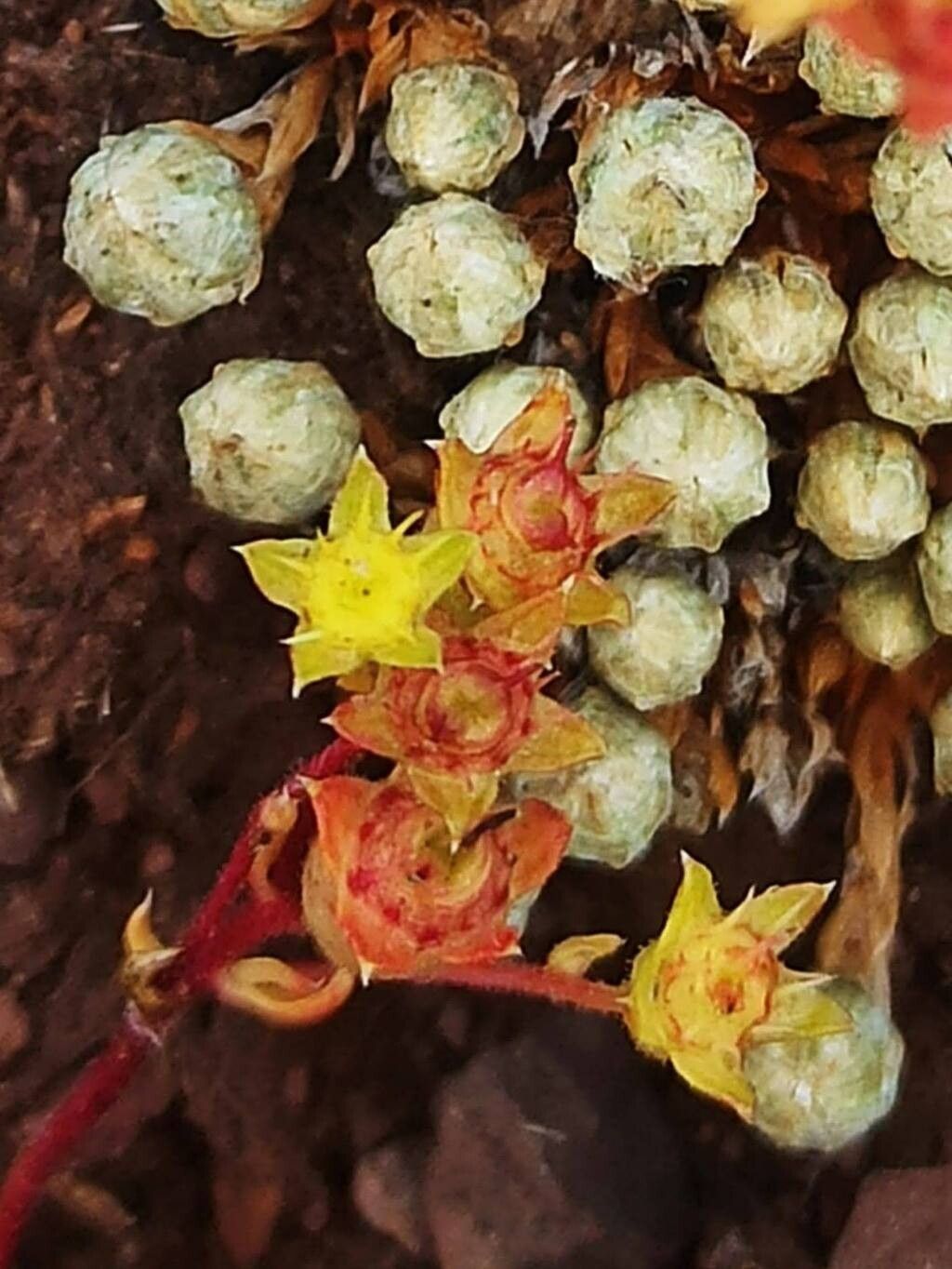 Saxifraga conifera fruit