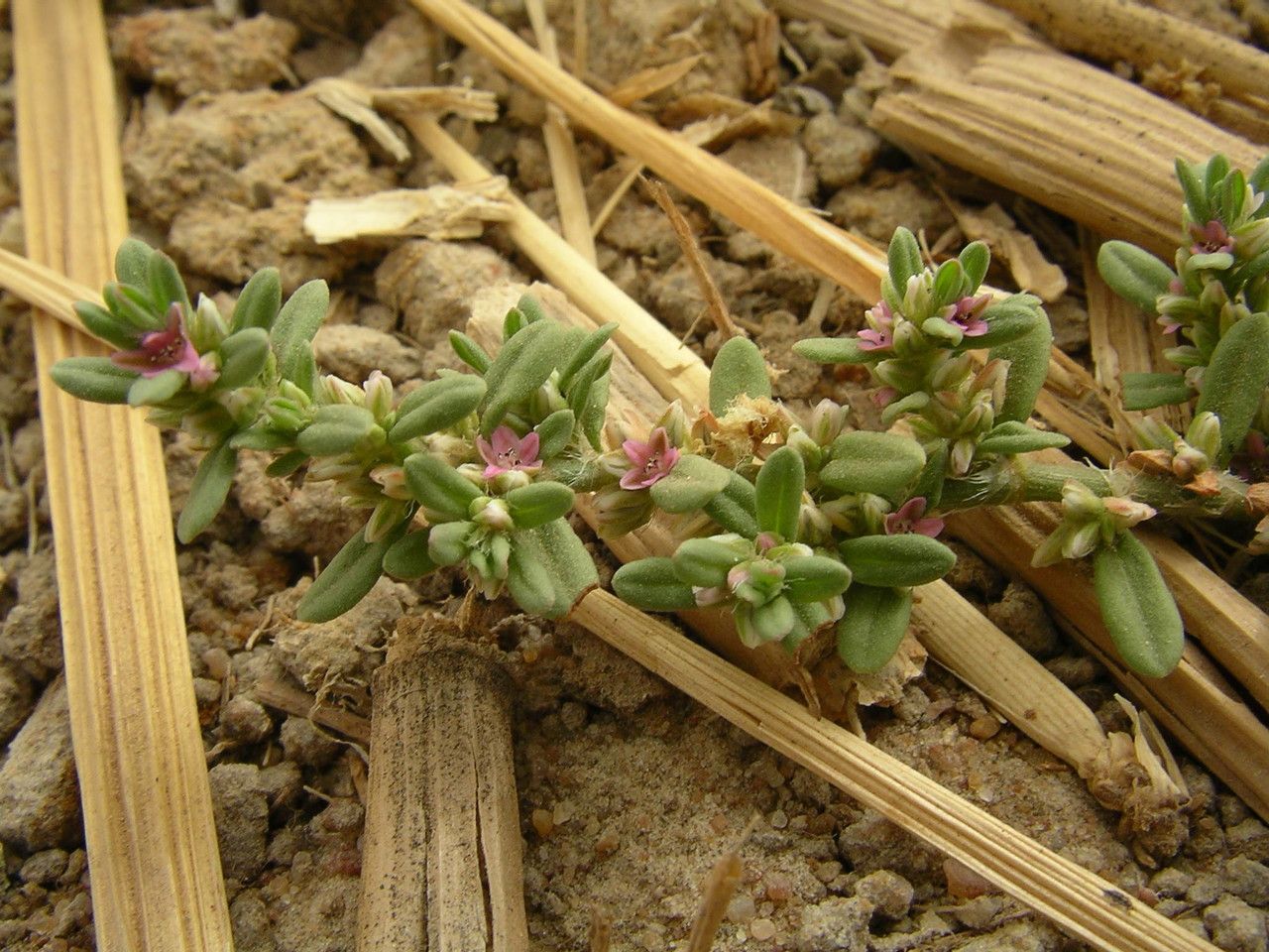 Polygonum plebeium habit