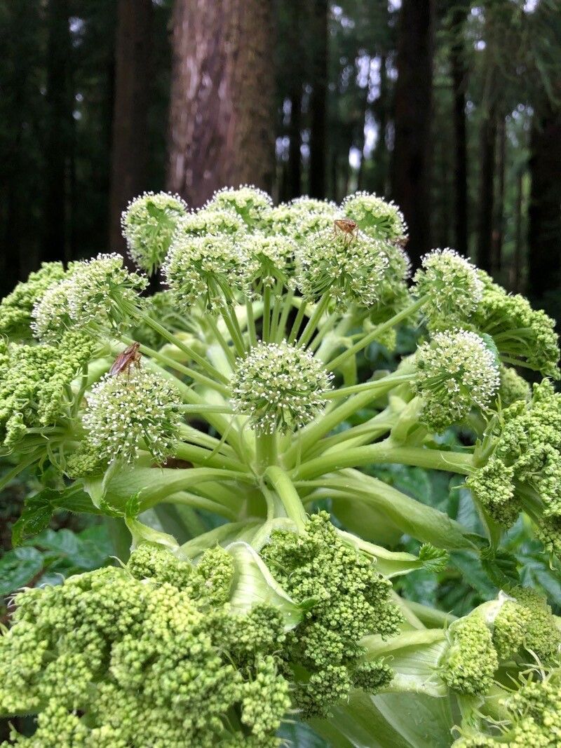 Angelica lignescens flower