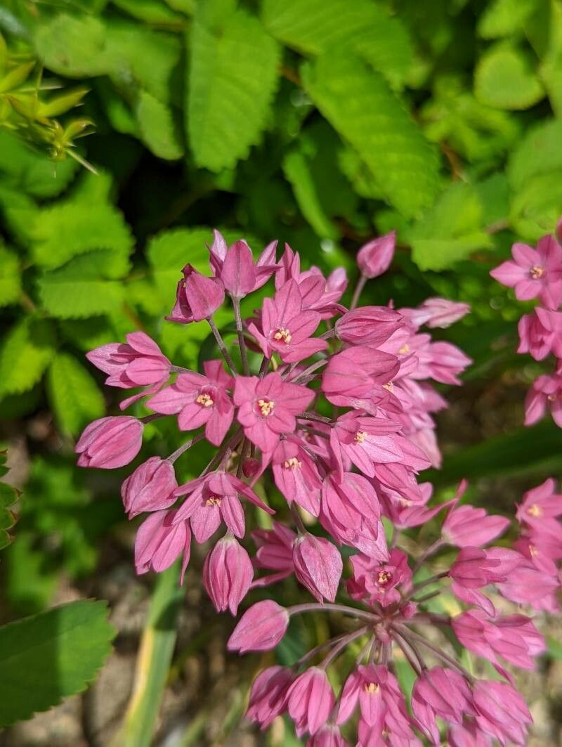 Allium oreophilum flower