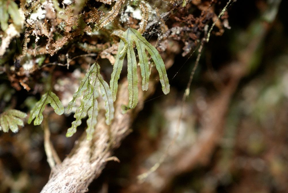 Hymenophyllum digitatum other