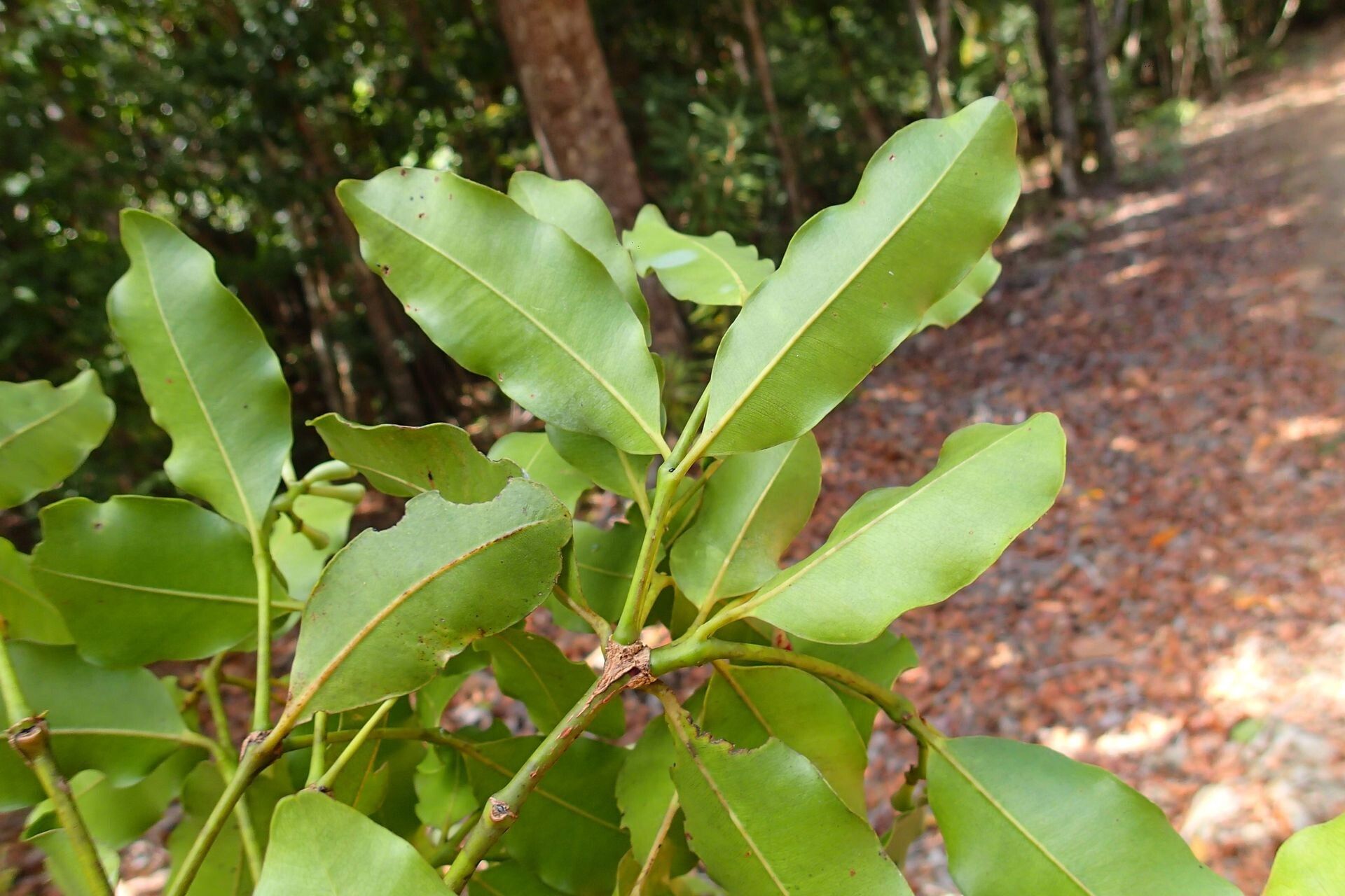 Syzygium balansae — houseplant care guide