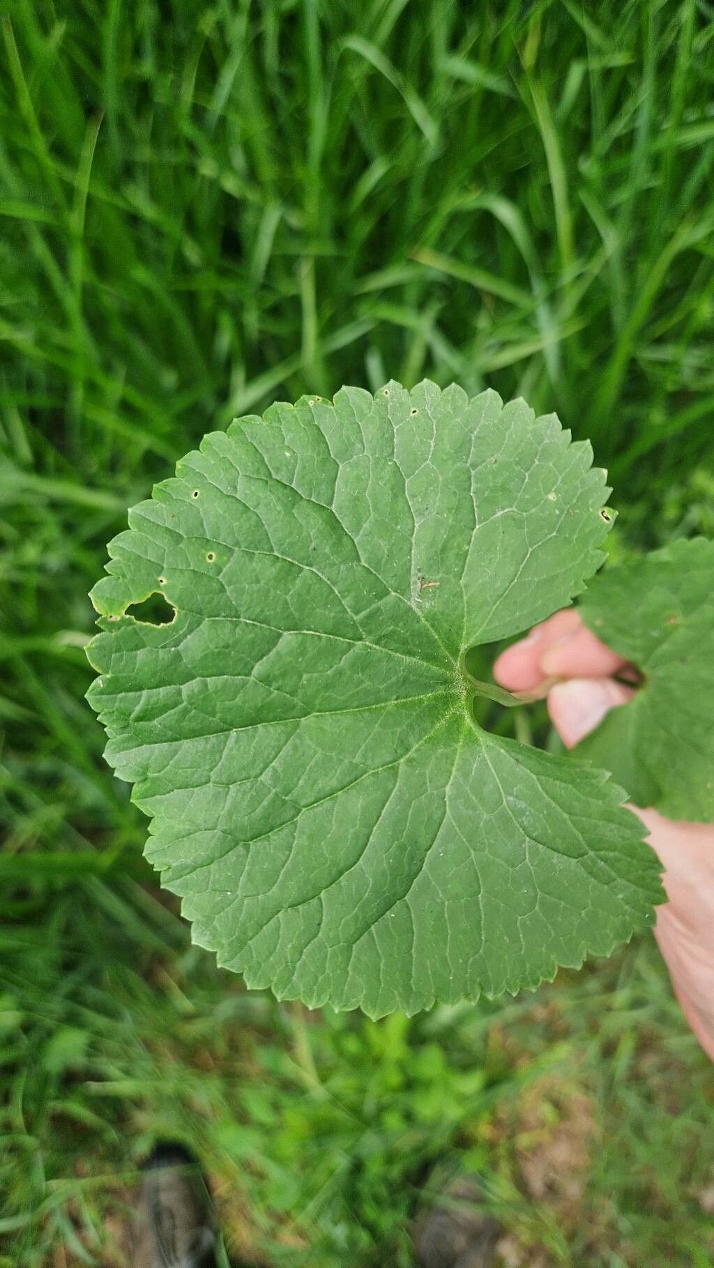 Ranunculus cassubicifolius — houseplant care guide