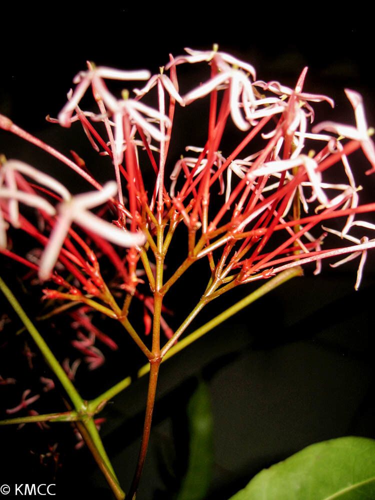 Ixora platythyrsa — search result for 'Ixora'