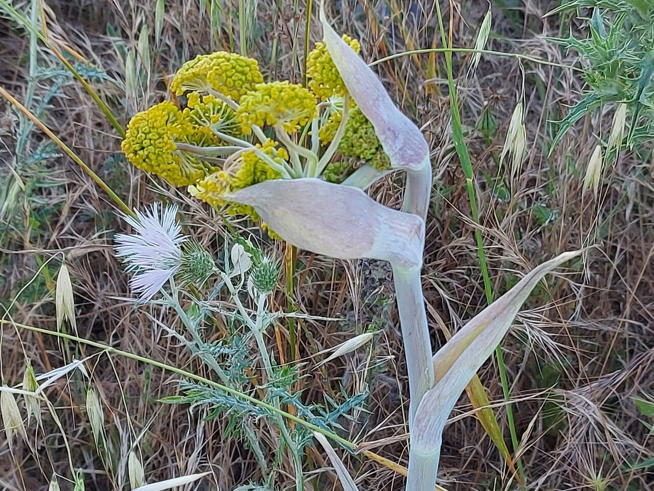 Thapsia garganica flower