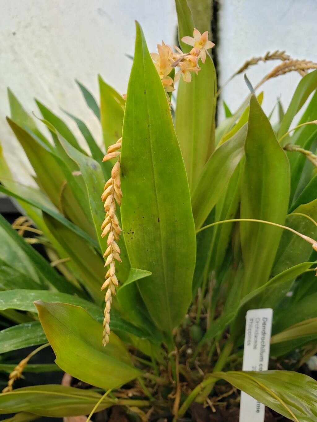 Coelogyne convallariiformis — houseplant care guide