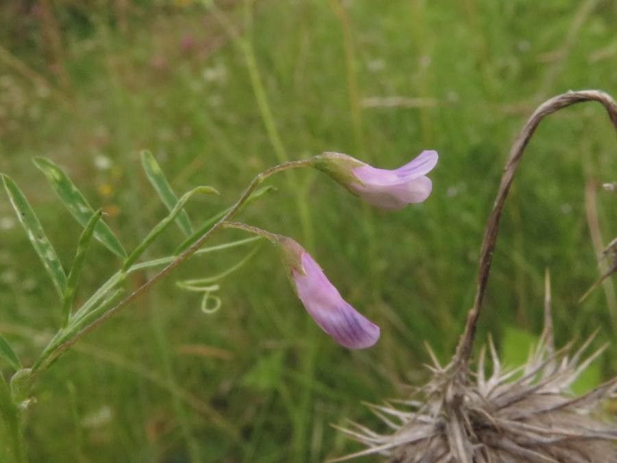 Vicia tetrasperma flower