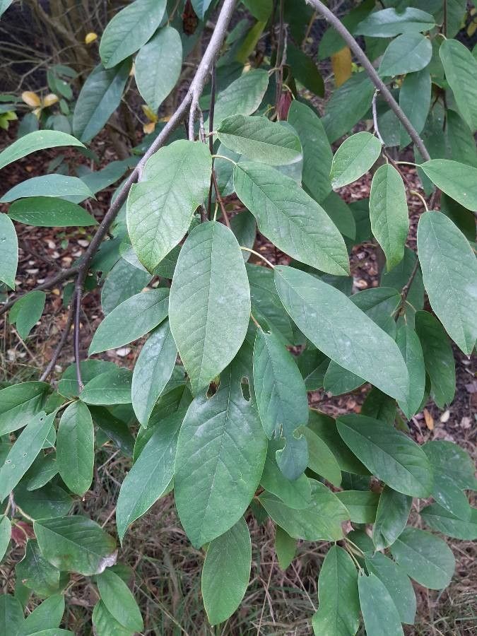 Magnolia wilsonii leaf