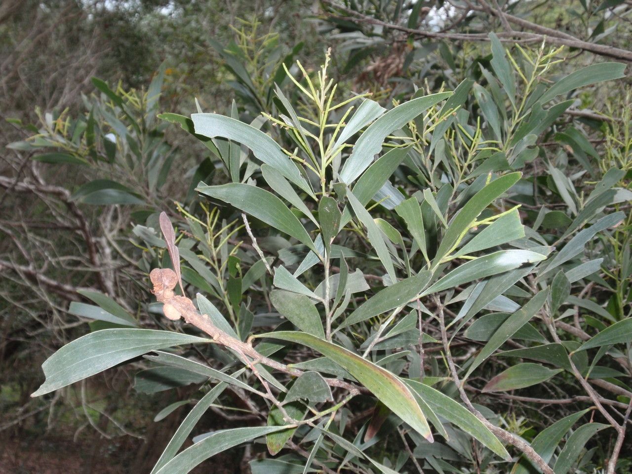 Acacia spirorbis