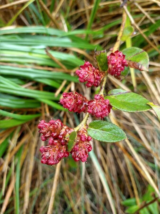 Gaultheria erecta fruit