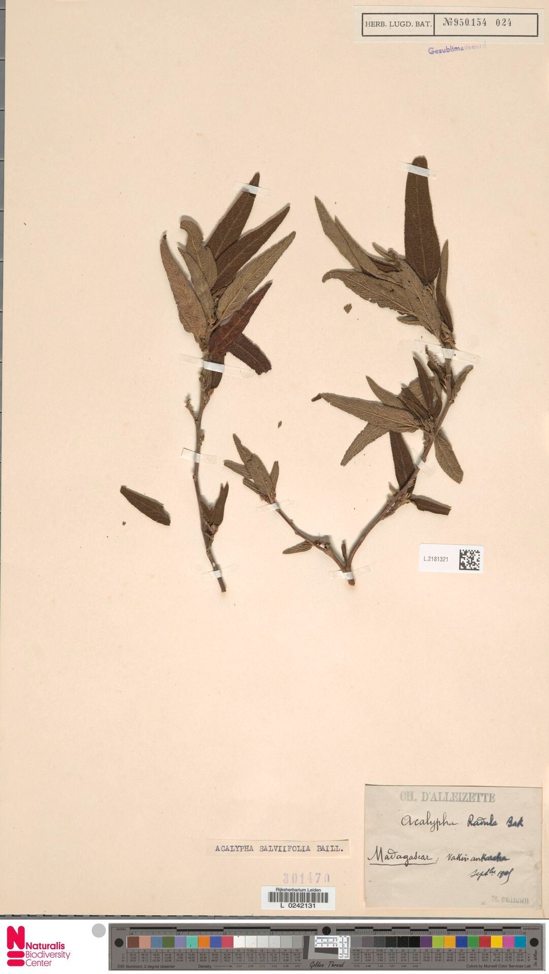 Acalypha salviifolia — houseplant care guide