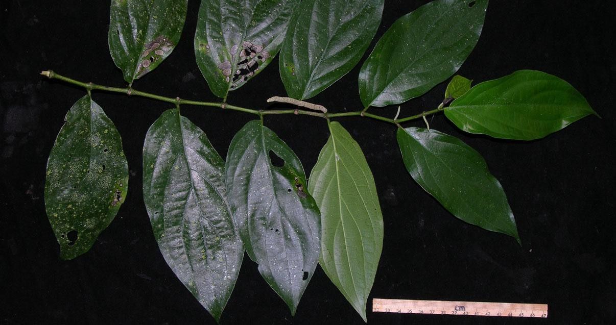 Piper umbricola leaf