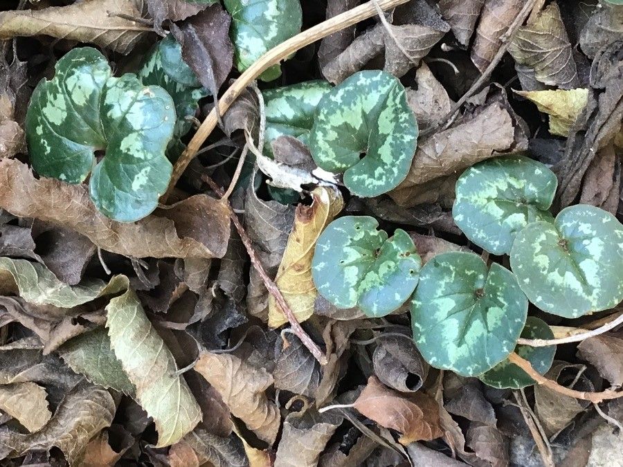 Cyclamen cilicium