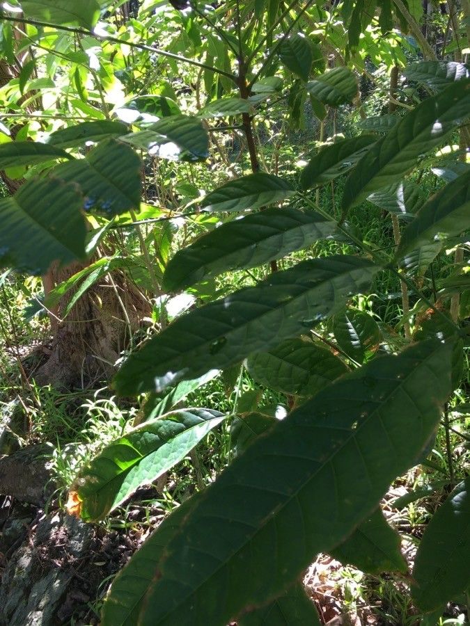 Cupaniopsis mackeeana — search result for 'Cupaniopsis'