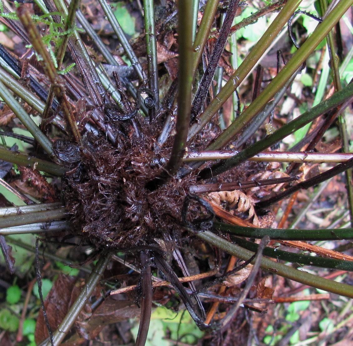 Blechnum gracile bark