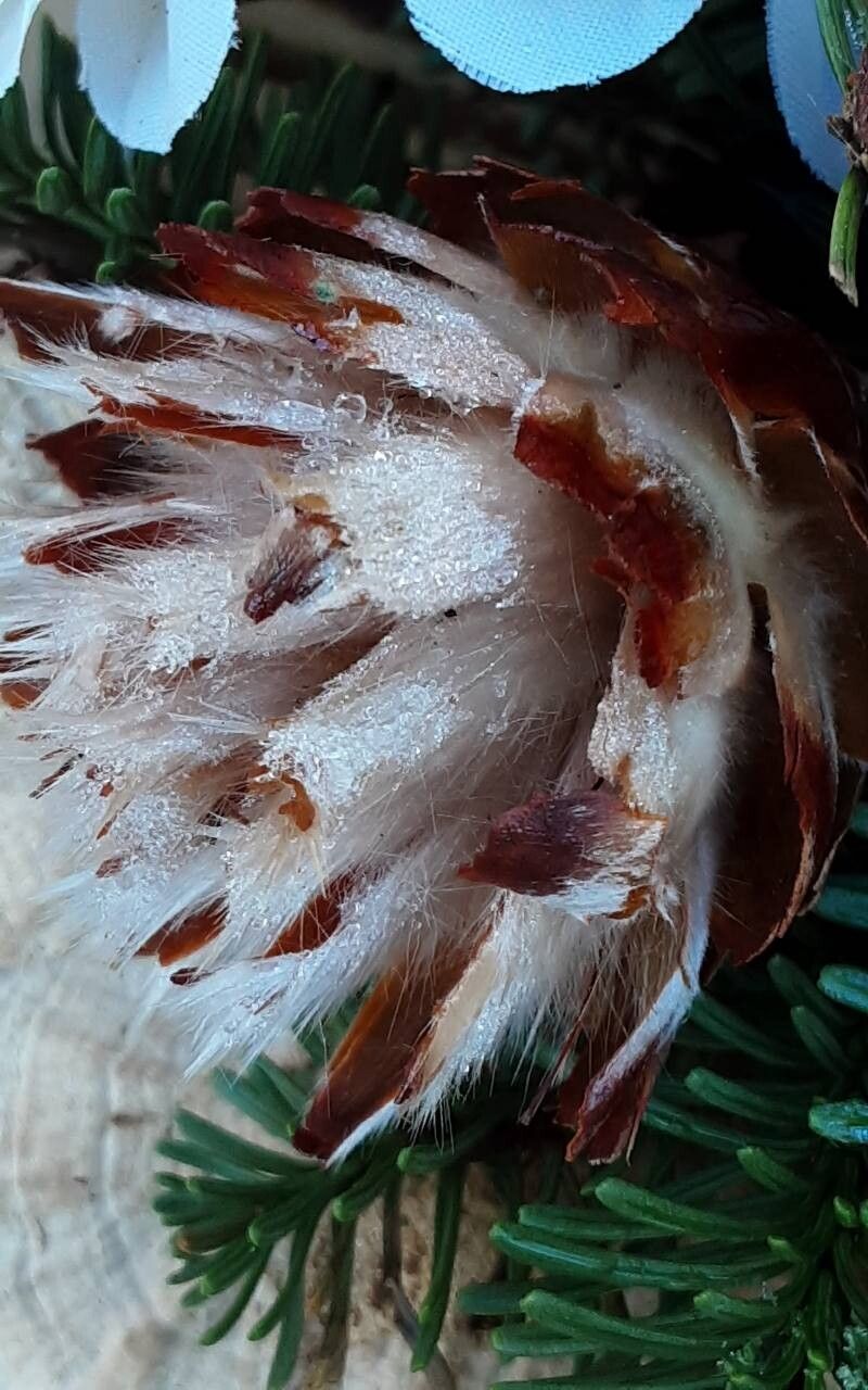 Leucospermum muirii flower