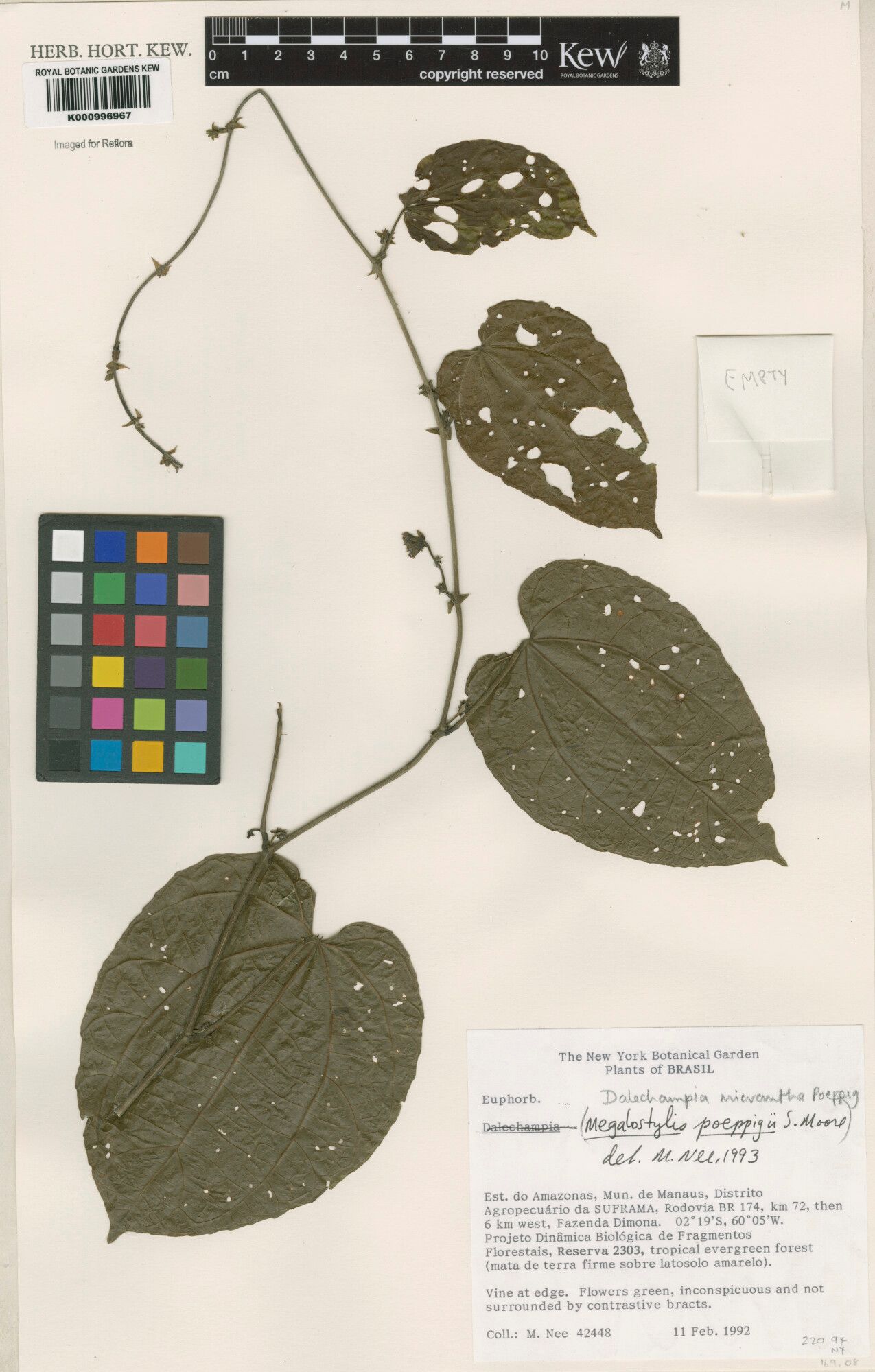 Dalechampia micrantha — houseplant care guide