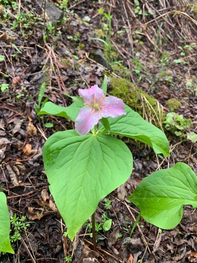 Trillium ovatum flower