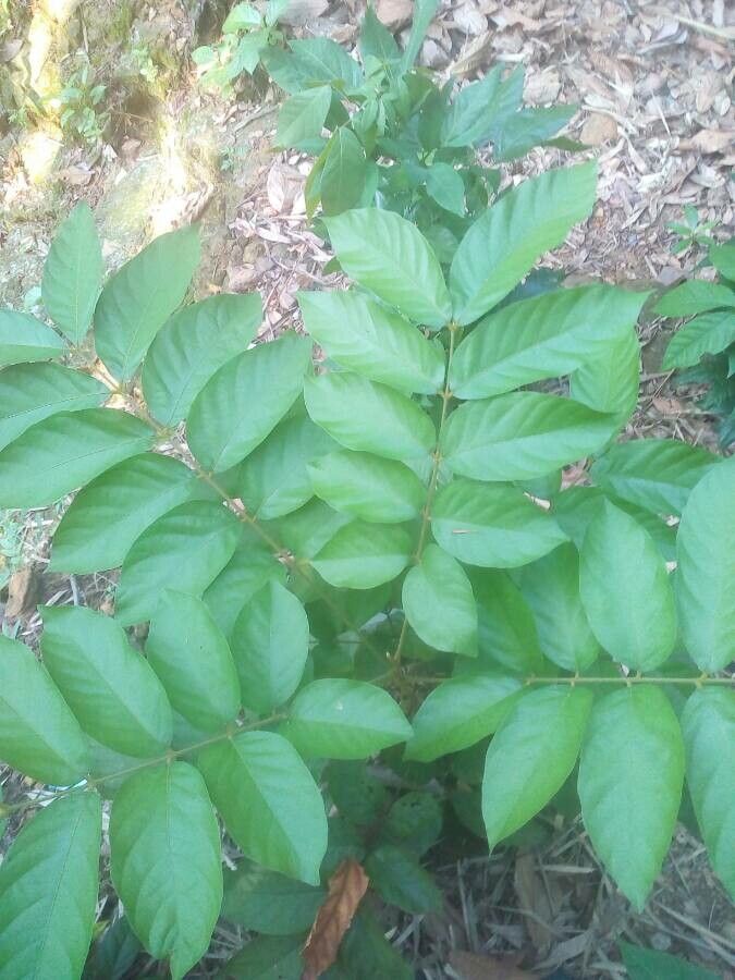 Lonchocarpus sericeus — houseplant care guide