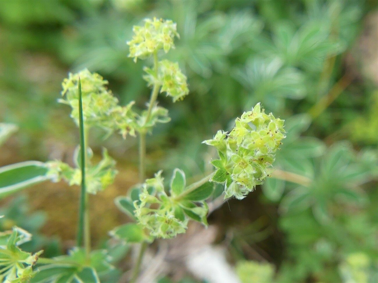 Alchemilla alpigena flower