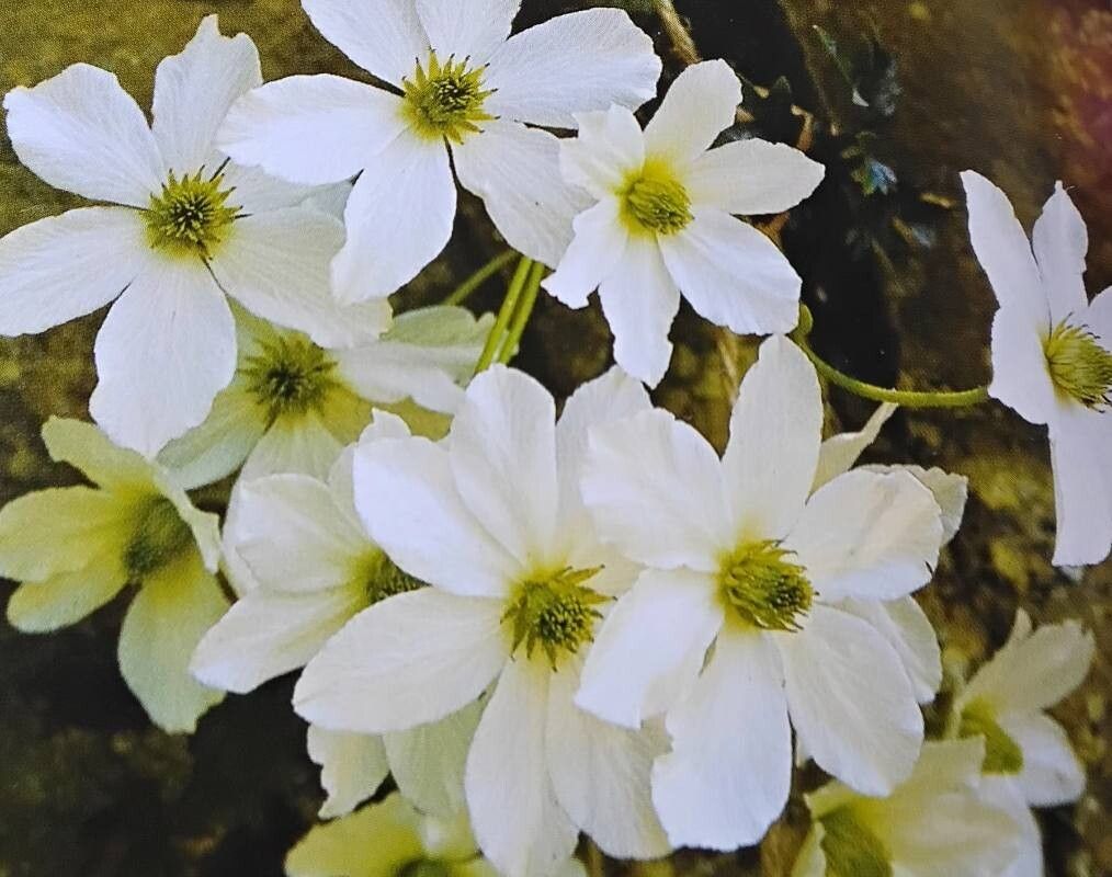 Clematis forsteri — search result for 'Clematis'