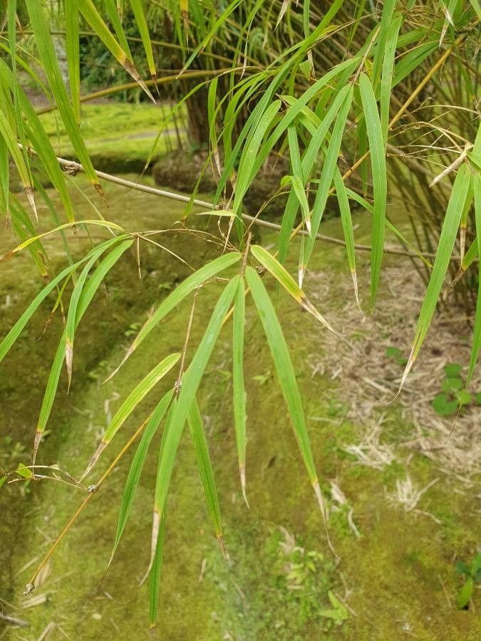 Chusquea coronalis leaf