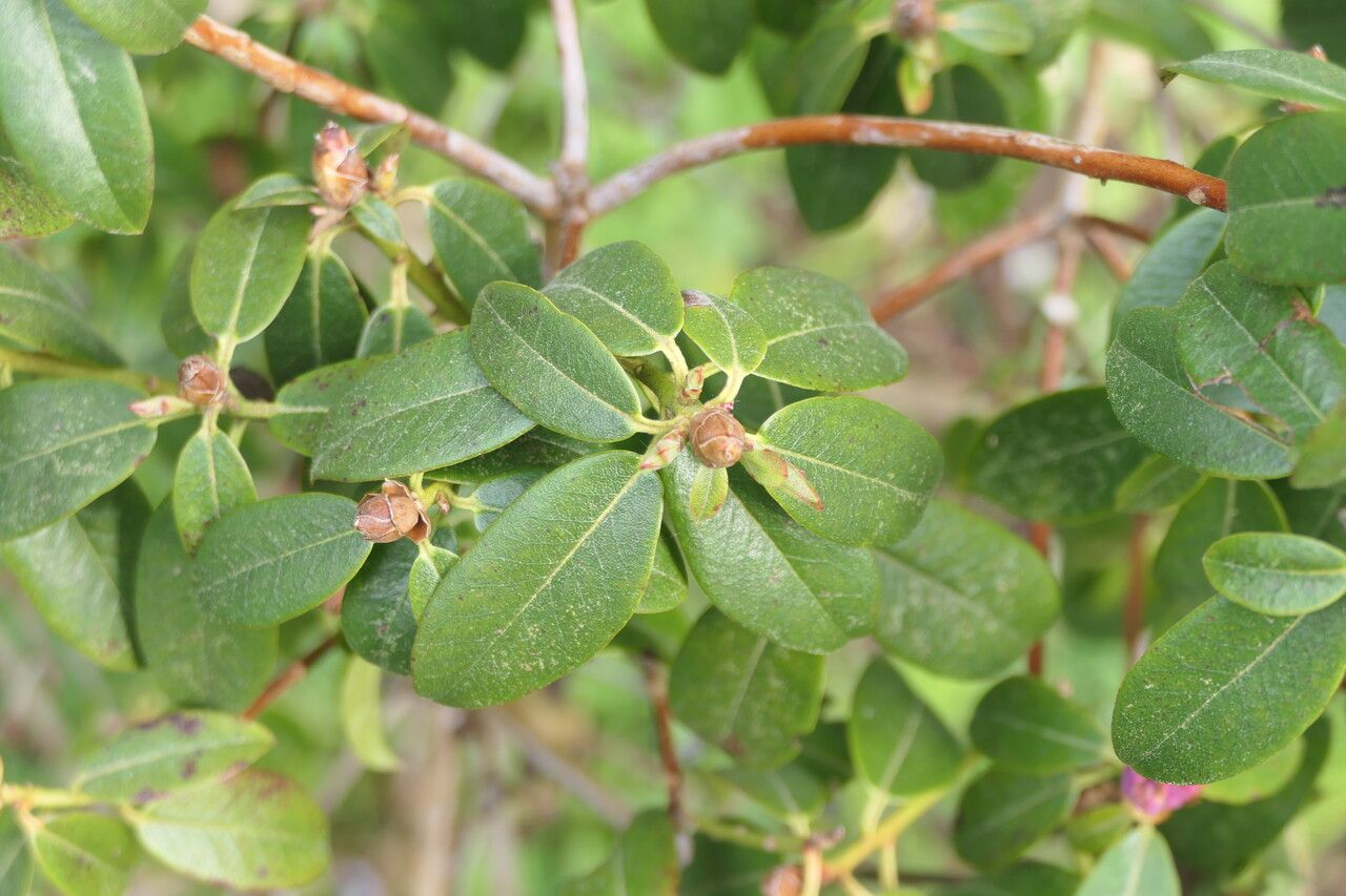 Rhododendron searsiae leaf
