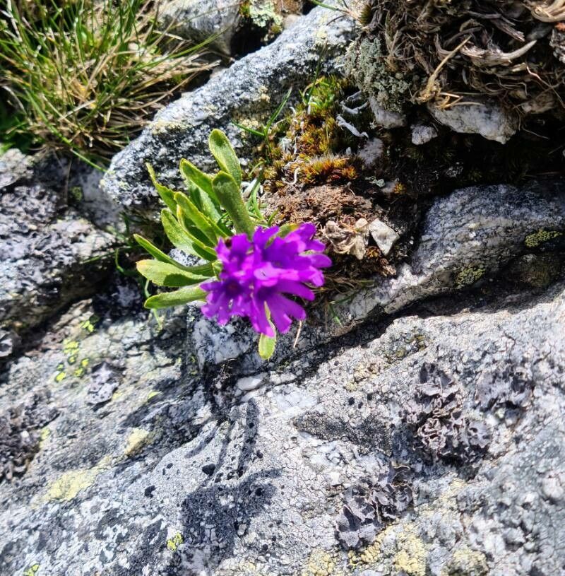 Primula glutinosa leaf