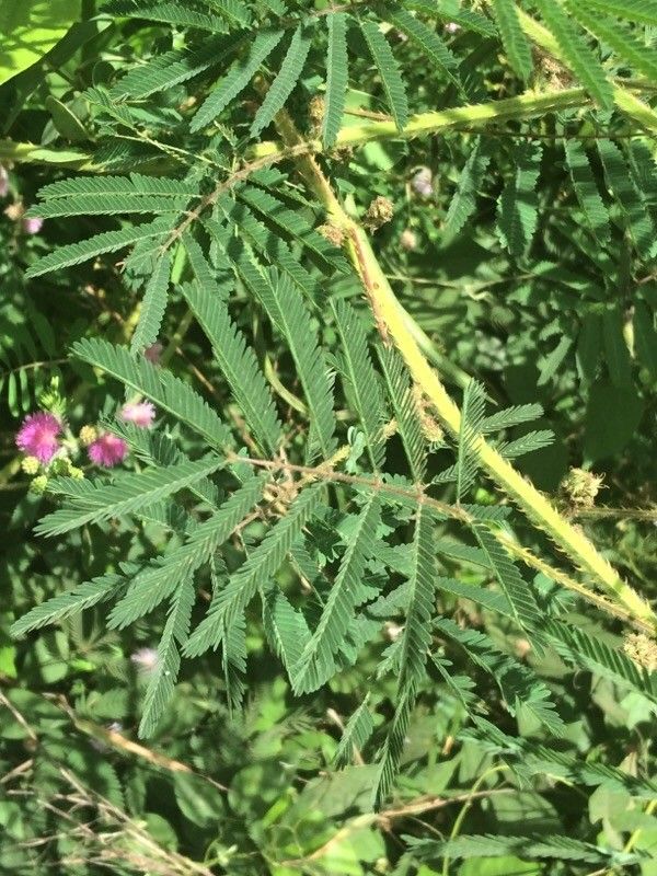 Mimosa diplotricha leaf