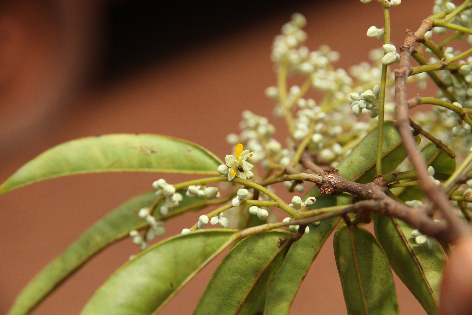 Dialium polyanthum flower