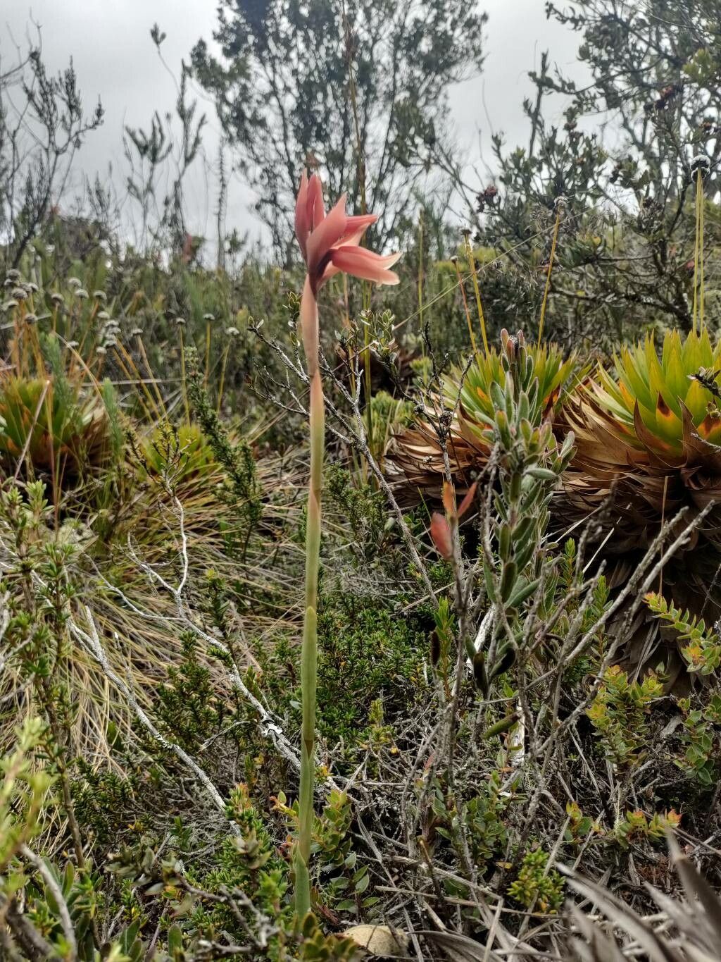 Stenorrhynchos vaginatum habit