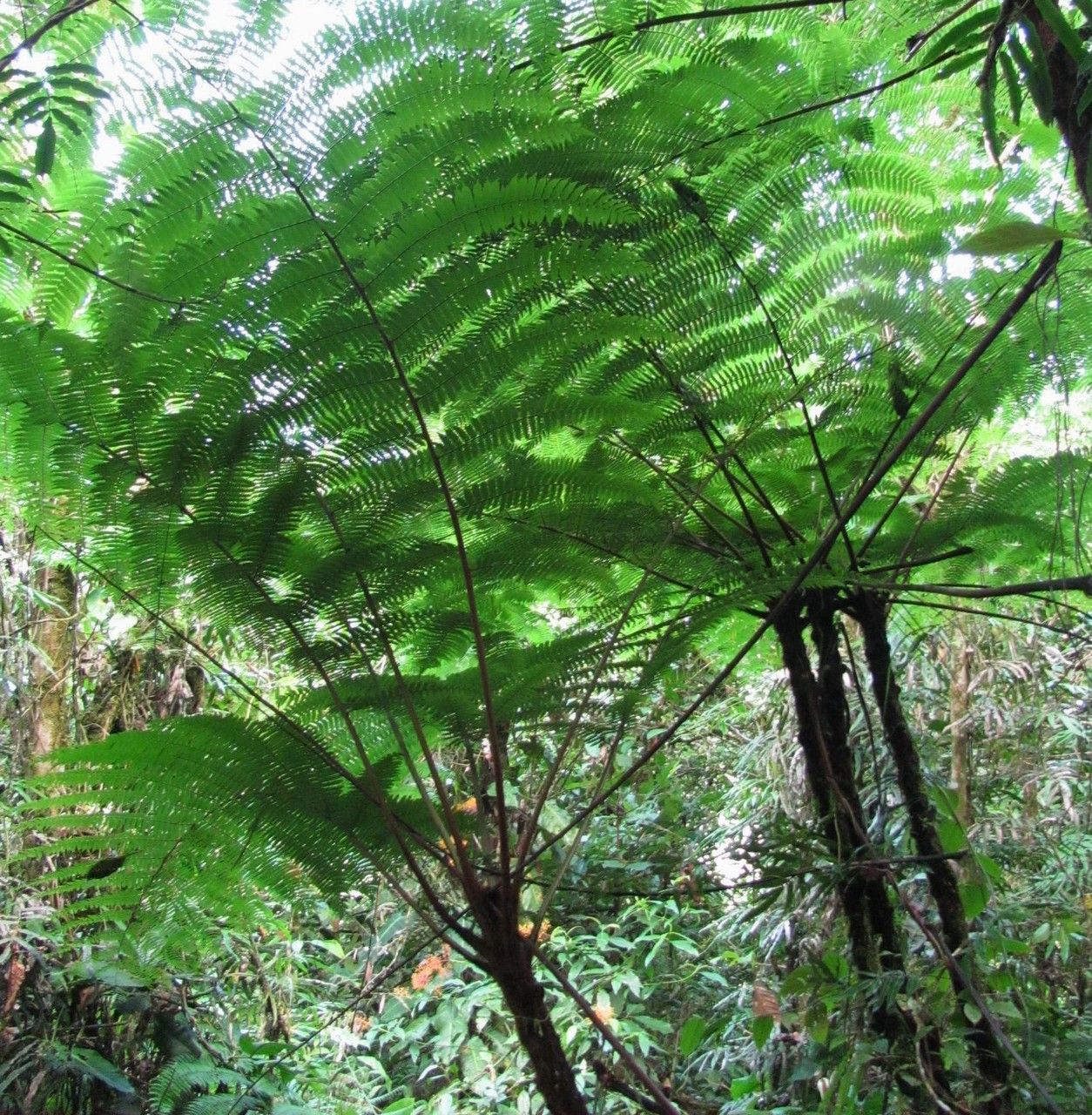 Alsophila erinacea leaf