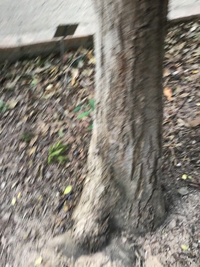 Bauhinia blakeana bark