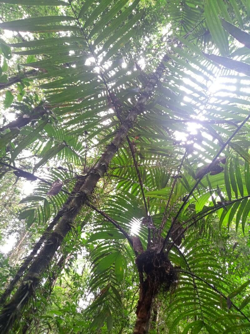 Astrocaryum gynacanthum — houseplant care guide