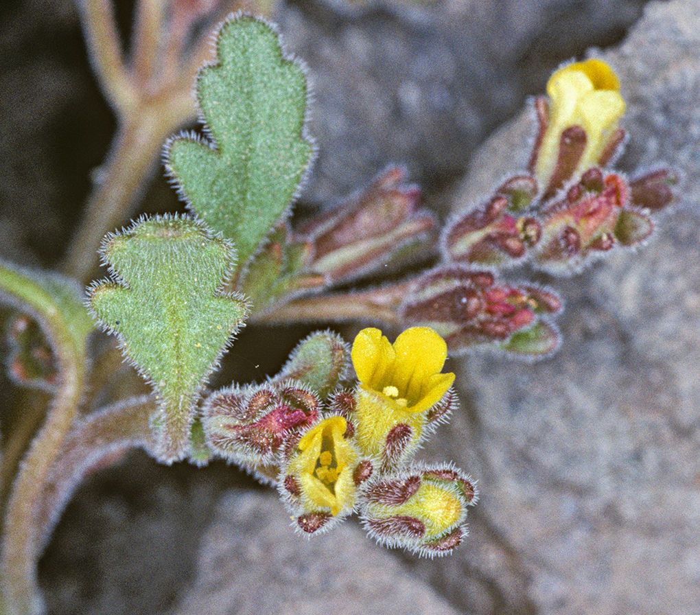 Phacelia monoensis habit