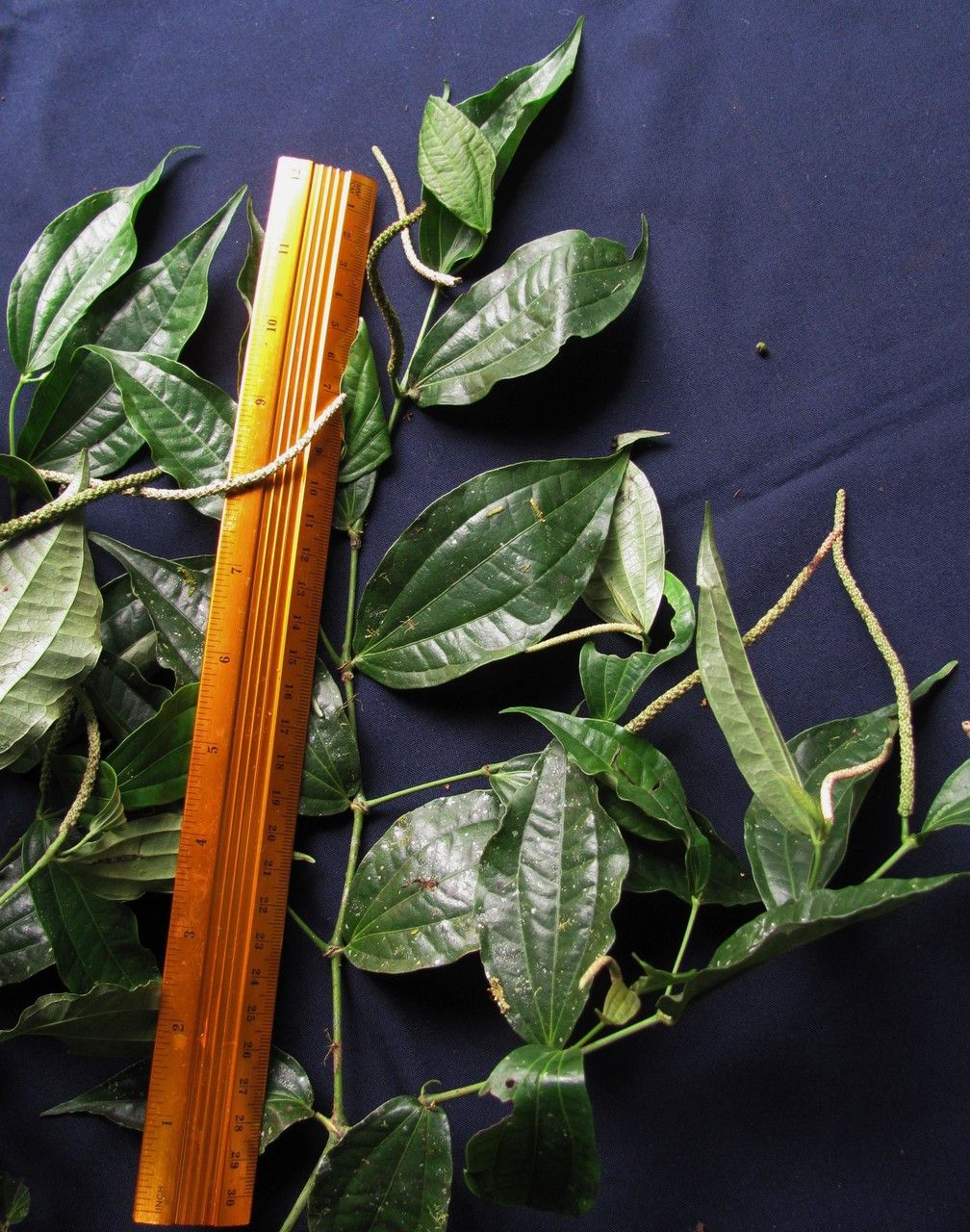 Piper conversum — search result for 'Piper'