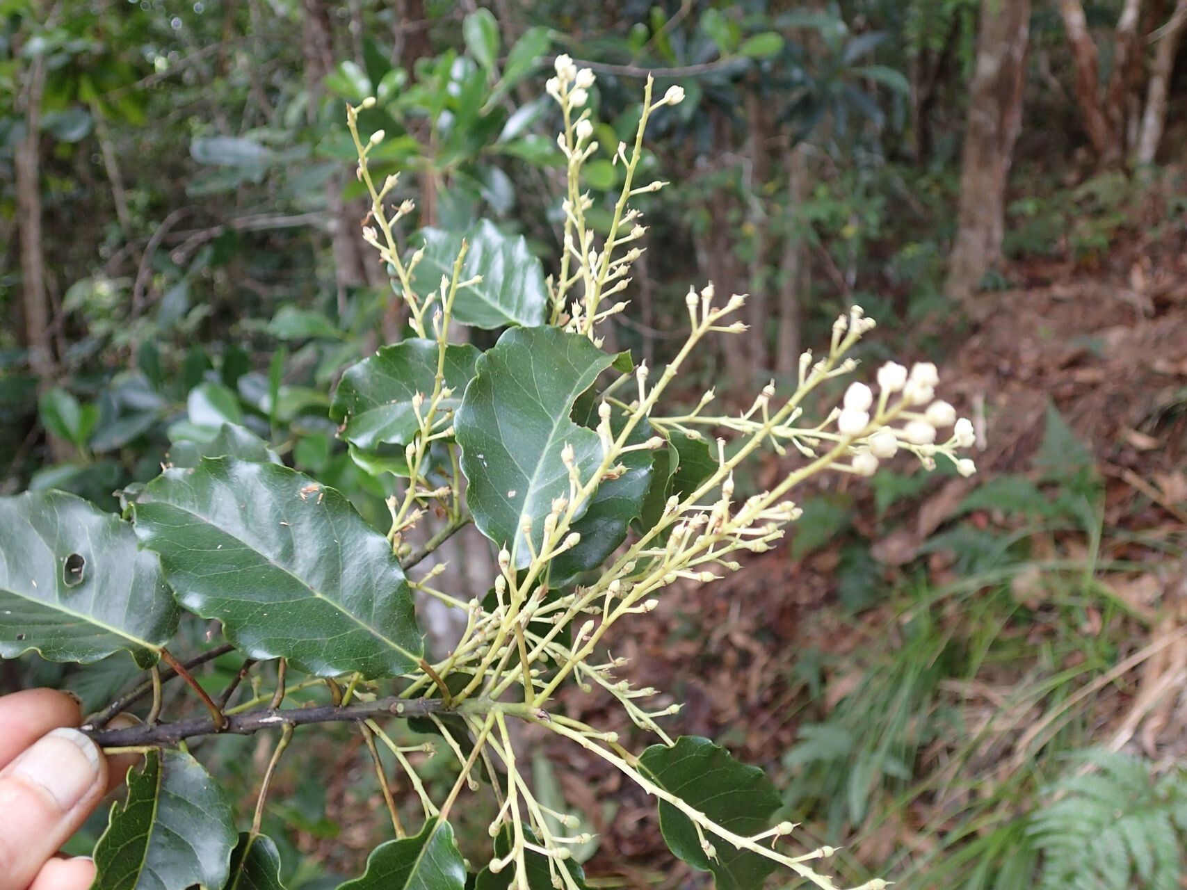 Elaeocarpus dognyensis — houseplant care guide