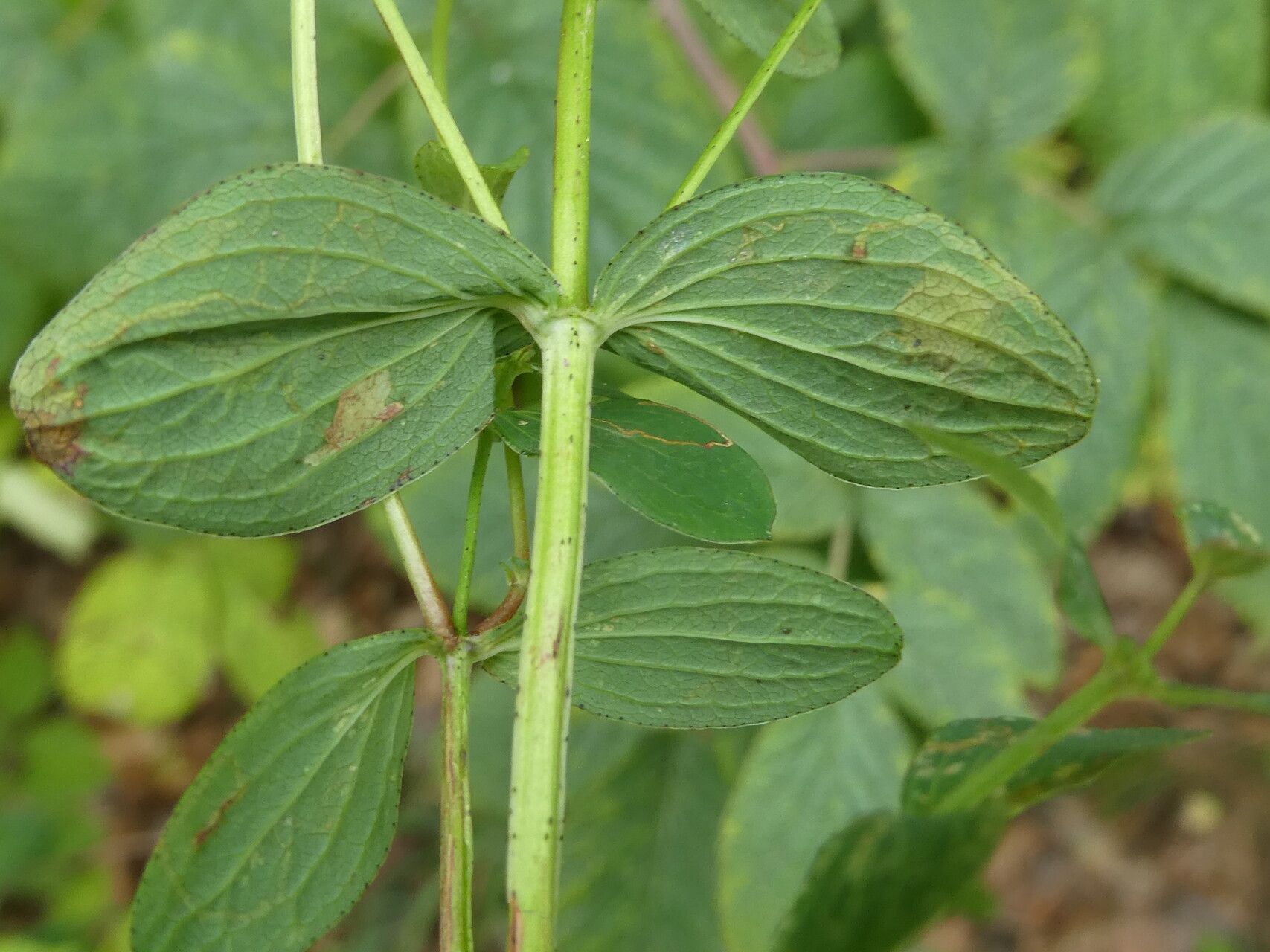 Hypericum tetrapterum — search result for 'Hypericum'
