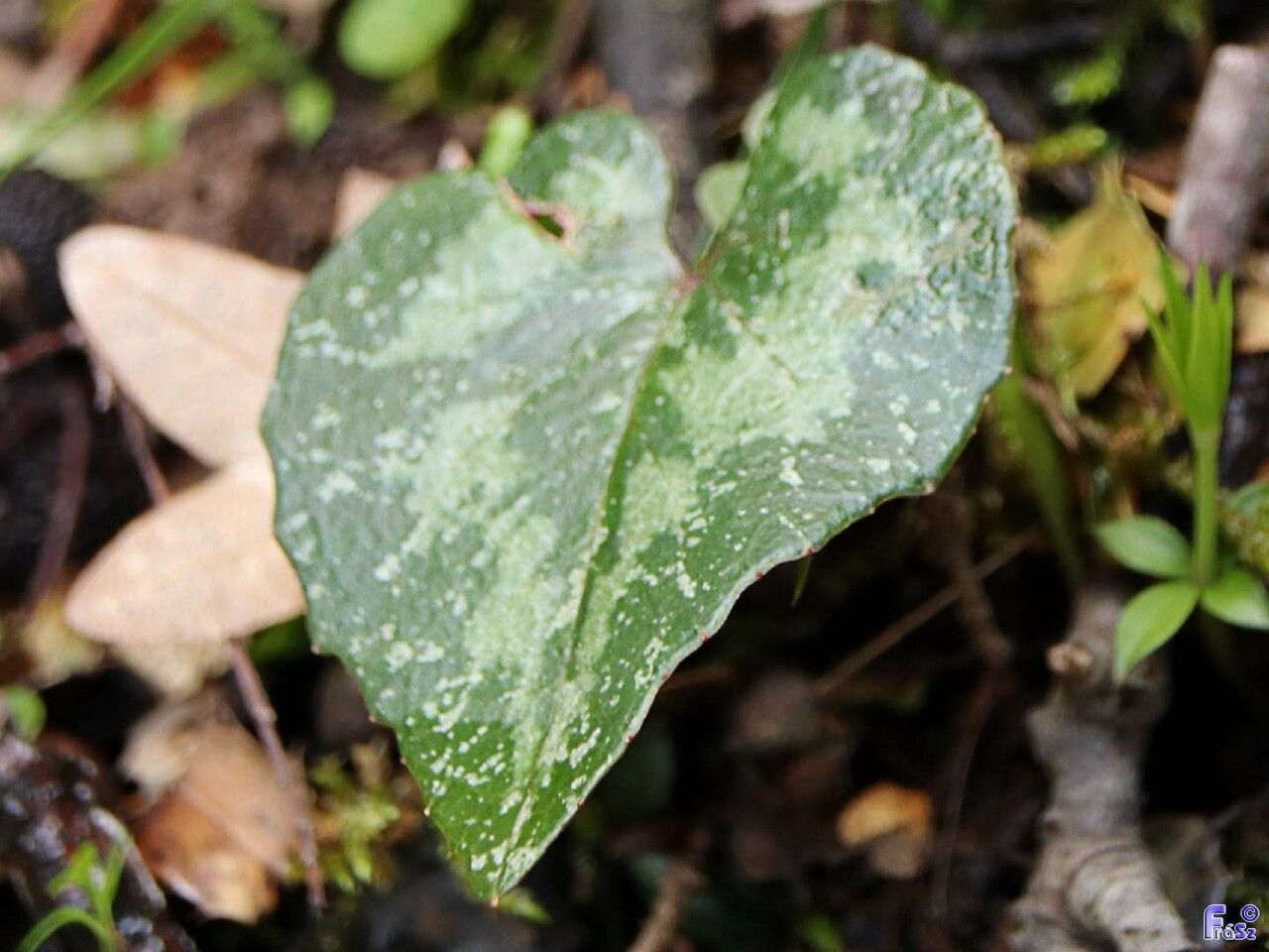 Cyclamen creticum — search result for 'Cyclamen'